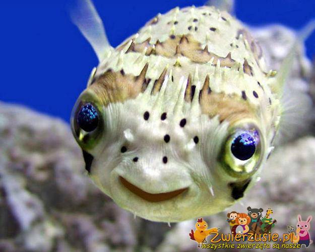Uśmiechnięta rybka