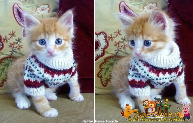 Kotek w sweterku