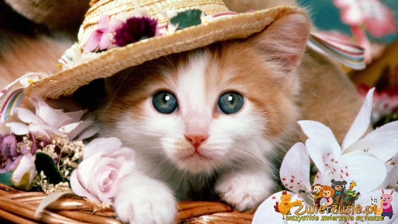 Kotek w kapeluszu