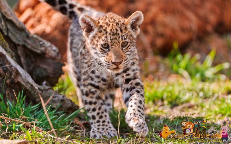 Mały jaguar
