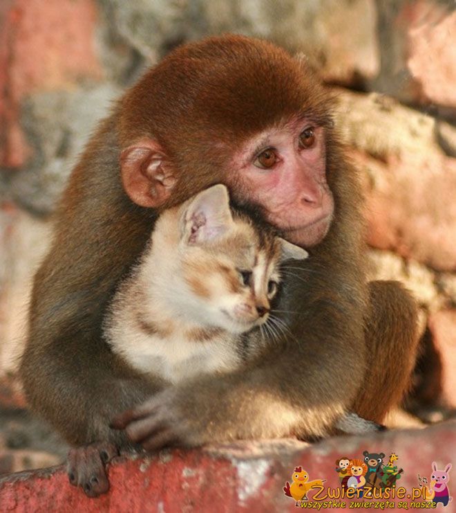 Małpka i kotek