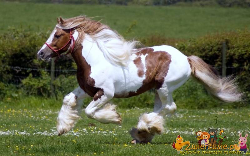Shire horse - rasa koni