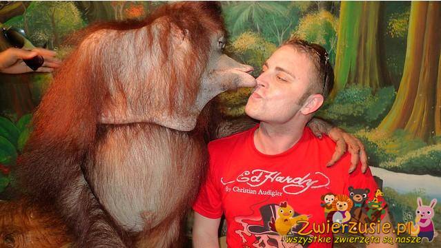 Zakochany orangutan