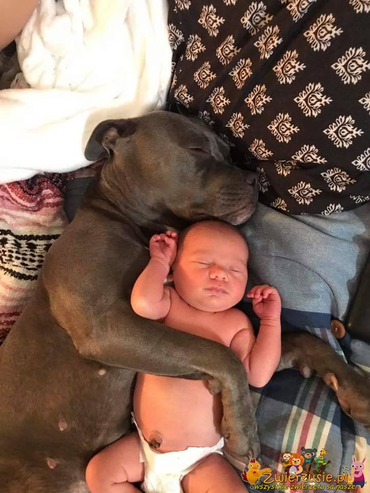 Pies i dziecko