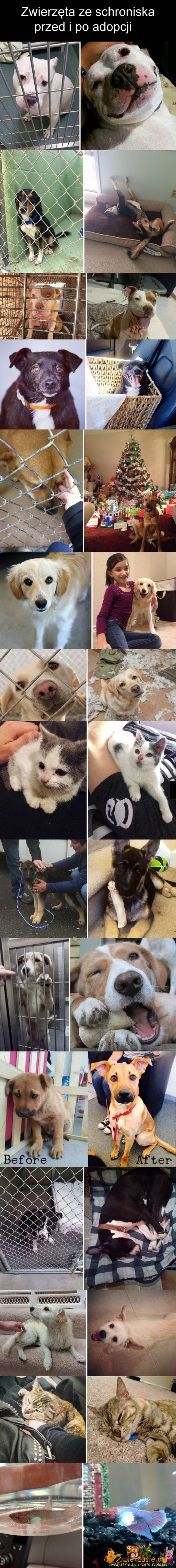 Zwierzęta przed i po adopcji