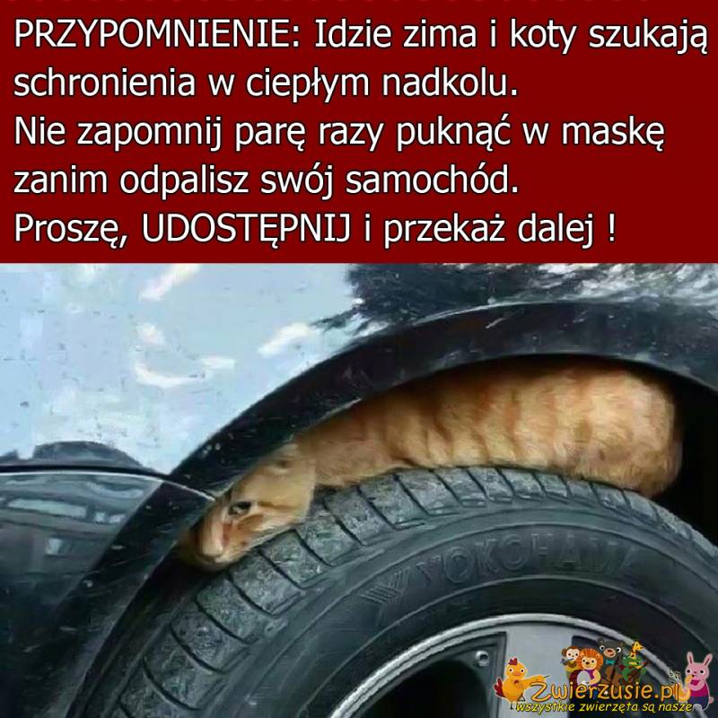 Koty i zima