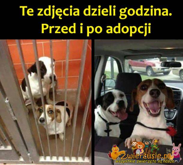 Adopcja