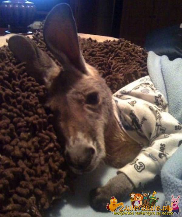 Kangur w piżamie