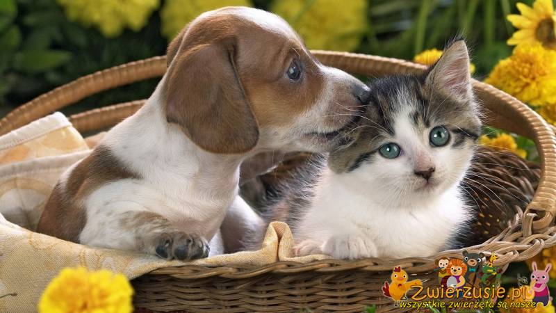 Pies i kotek w koszyku