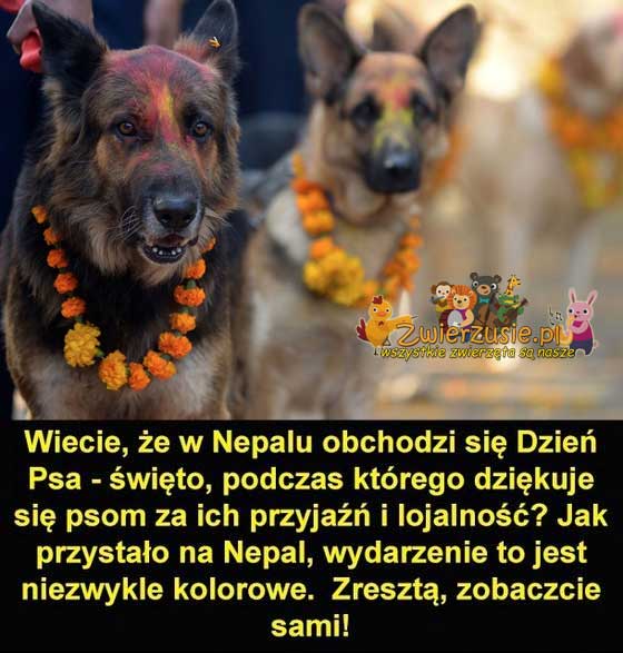 Dzień psa