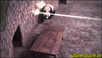Super panda