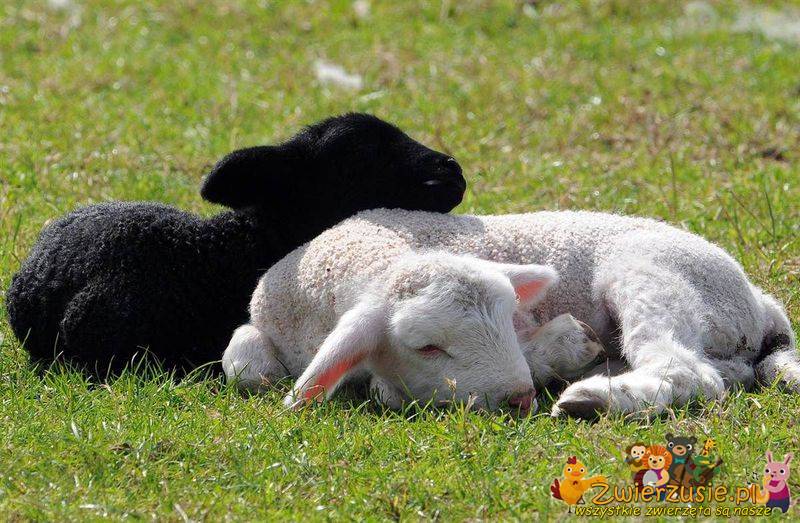Śpiące owieczki