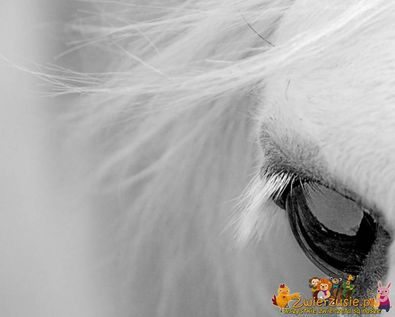 Białe oko konia