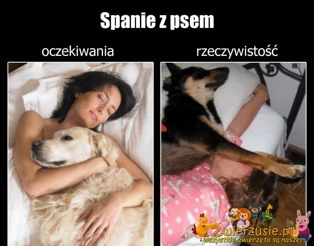 Spanie z psem