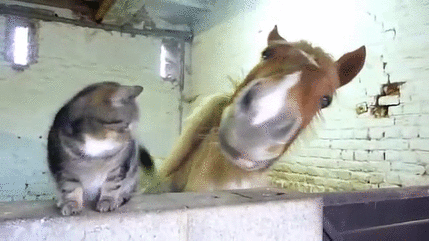 Koń i kotek