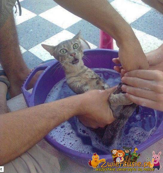Kot podczas kąpieli
