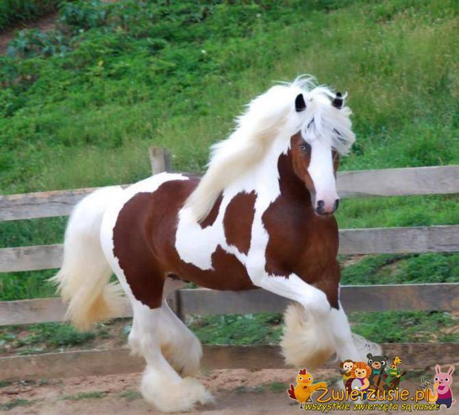 Przepiękny koń