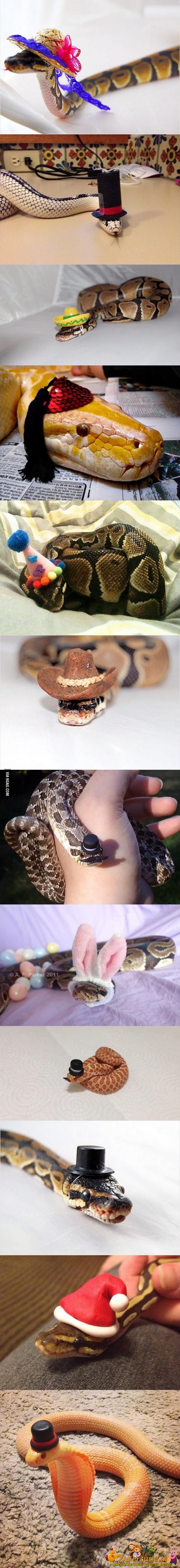 Węże w kapeluszach