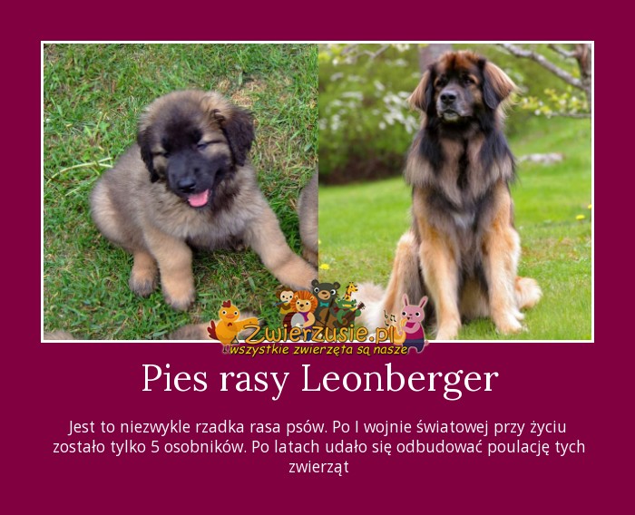Pies rasy Leonberger