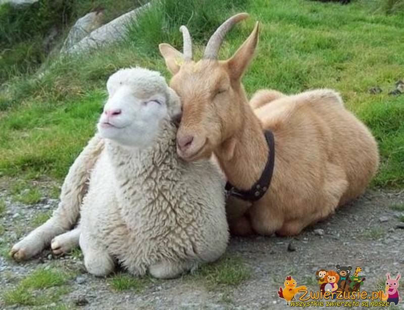 Koza i owca
