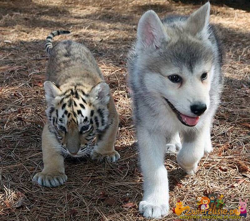 Husky i mały tygrys
