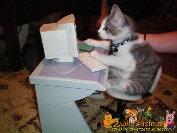 Kot przy komputerze