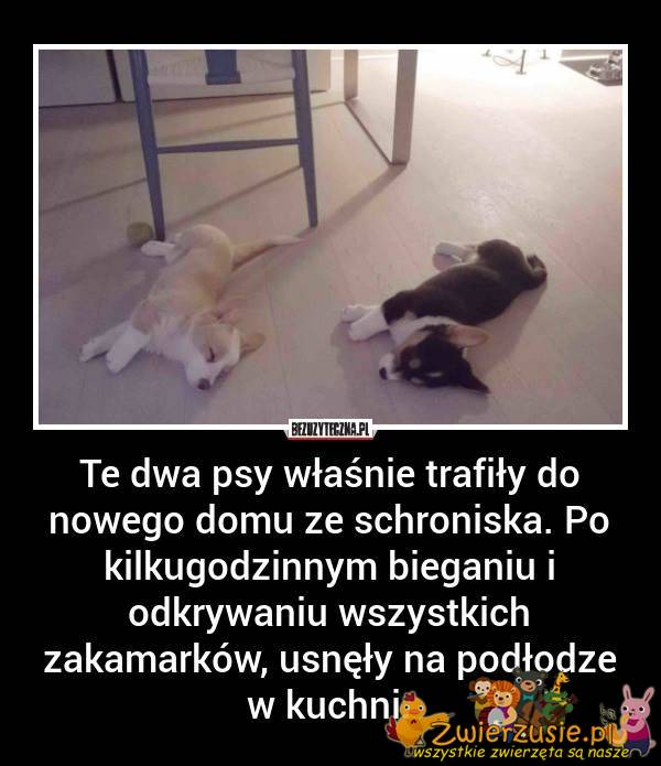 Psy ze schorniska