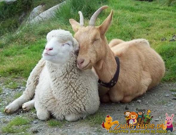Koza i owieczka
