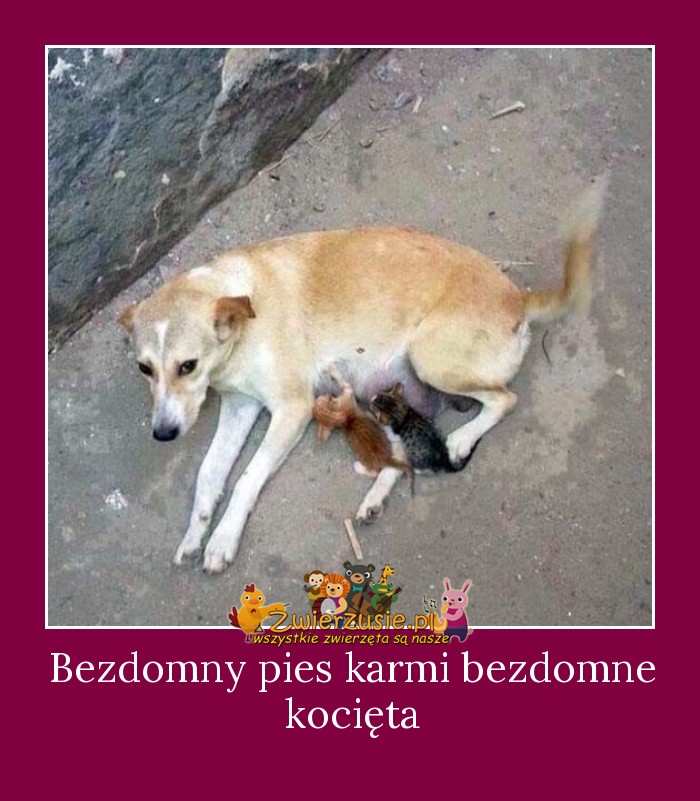 Bezdomny pies karmi bezdomne kocięta