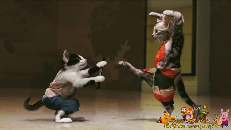 Kocie kung fu