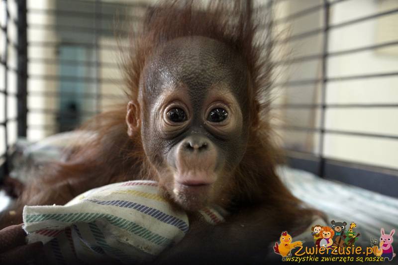 Mały orangutan