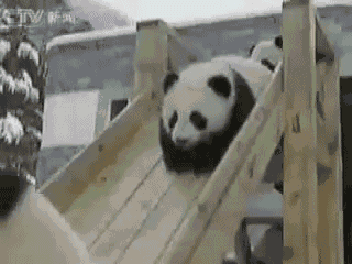Panda na zjeżdżalni