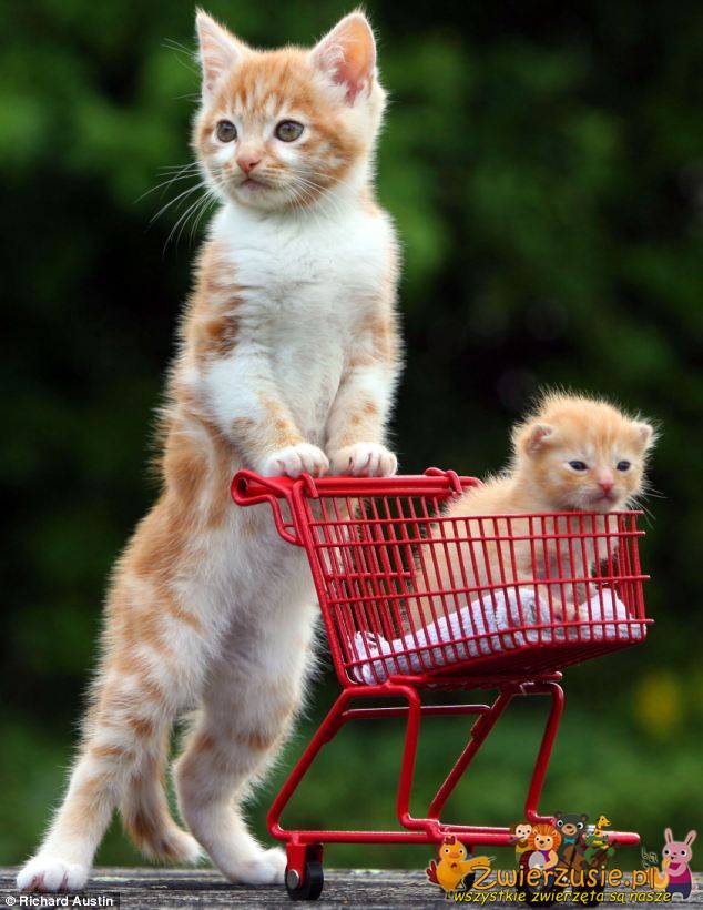 Koty na zakupach