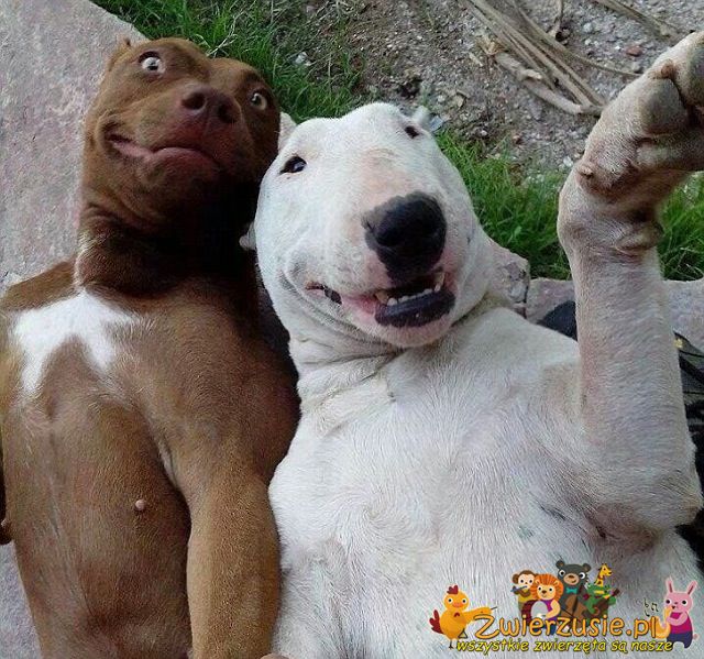 Selfie psów