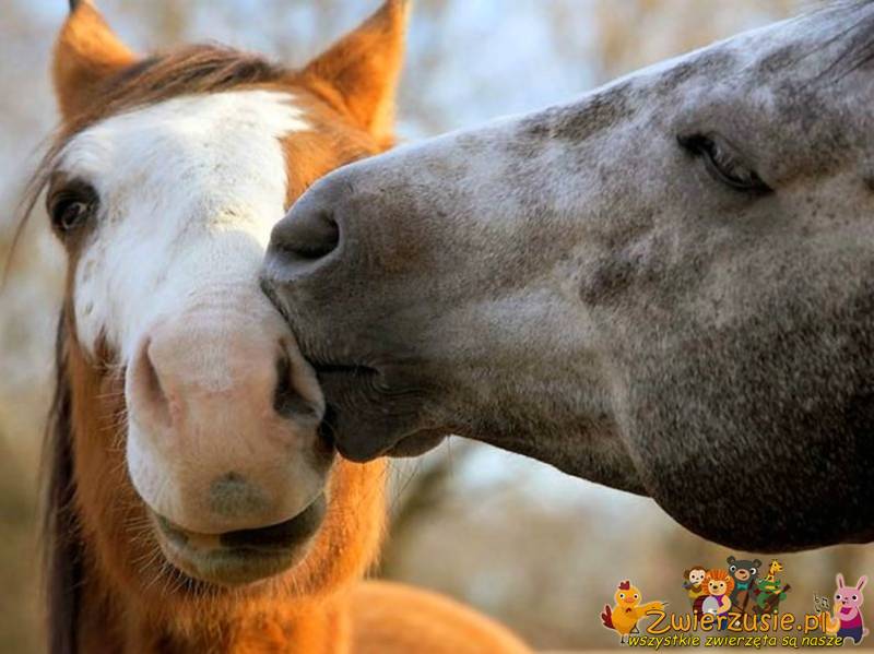 Konie - pocałunek