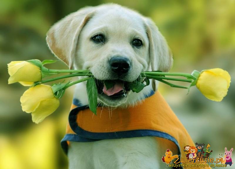 Pies i żółte tulipany