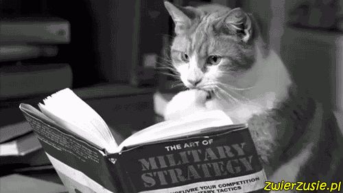 Kot i książka