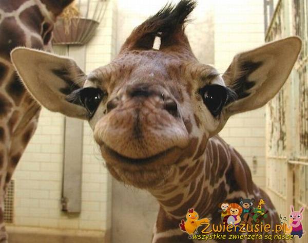 Uśmiechnięta żyrafa