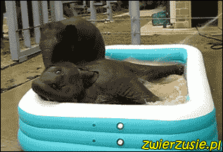 Słonie w basenie