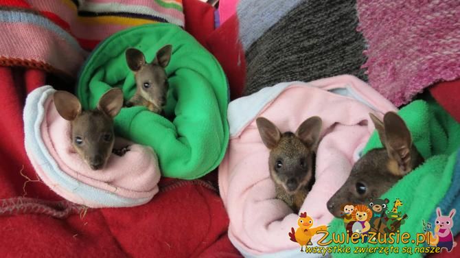 Małe kangury