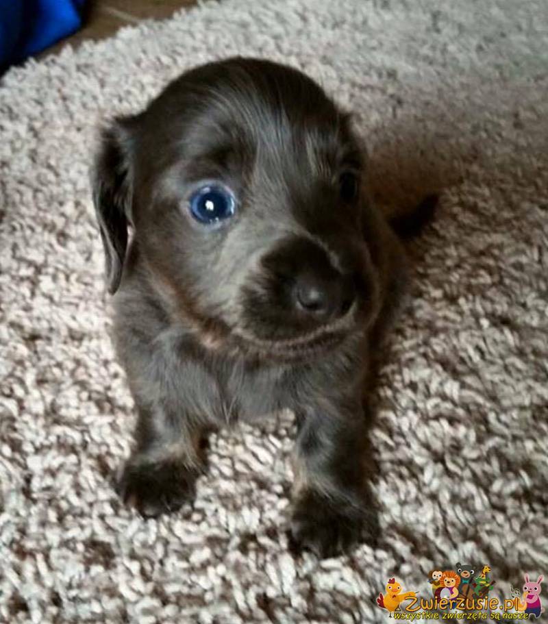 Pies o niebieskich oczach 