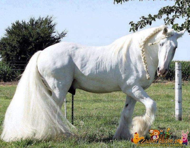 Piękny koń