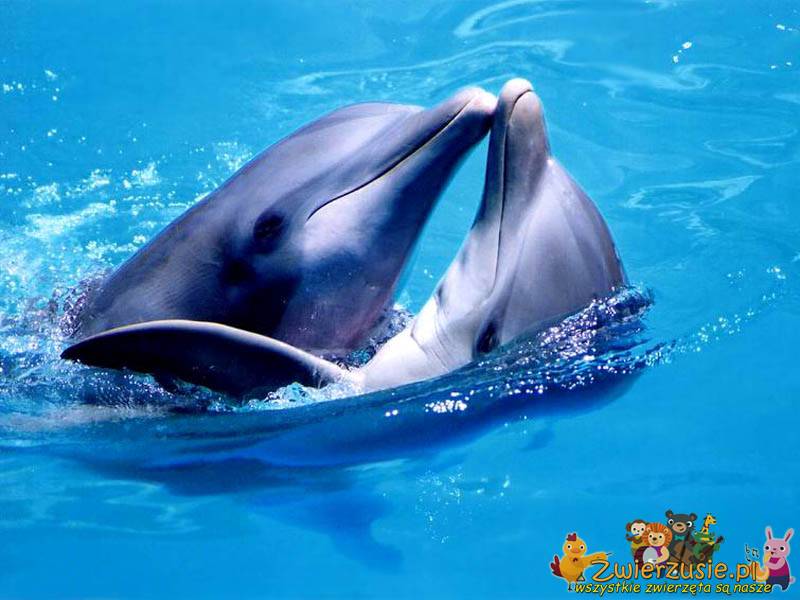 Delfiny