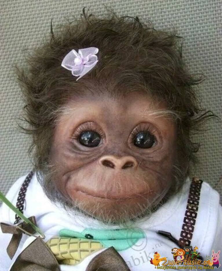 Przesłodka małpka