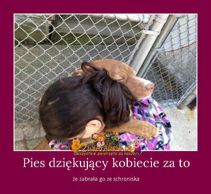 Pies dziękujący kobiecie za to