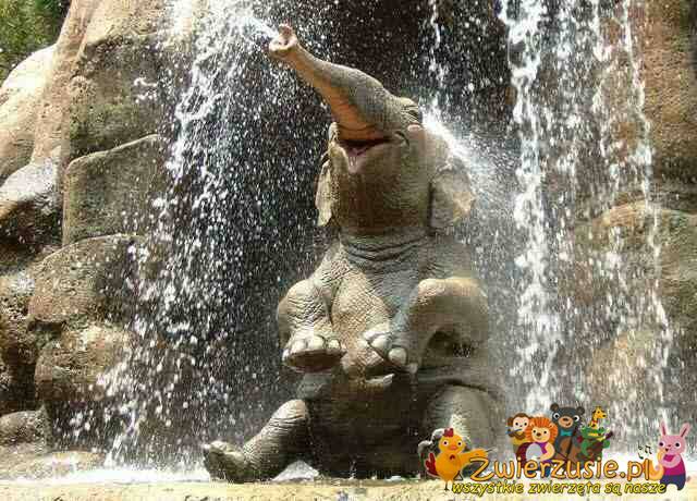 Słoń podczas kąpieli