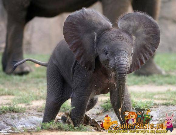 Mały słonik