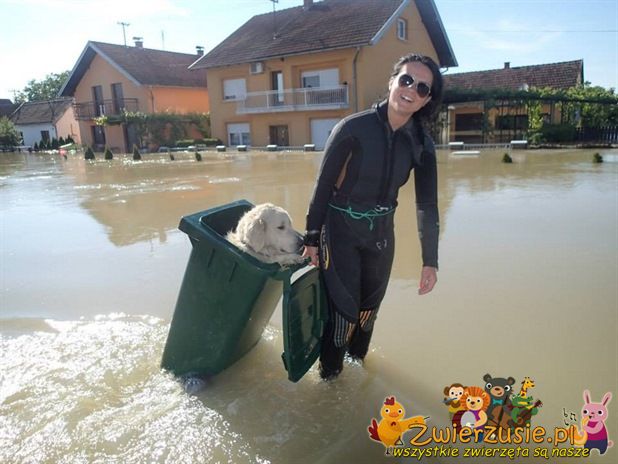 Dziewczyna ratuje pieska z powodzi