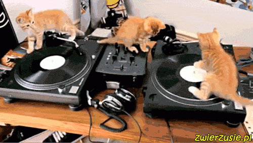 Koty DJ