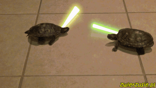 Żółwie Star Wars
